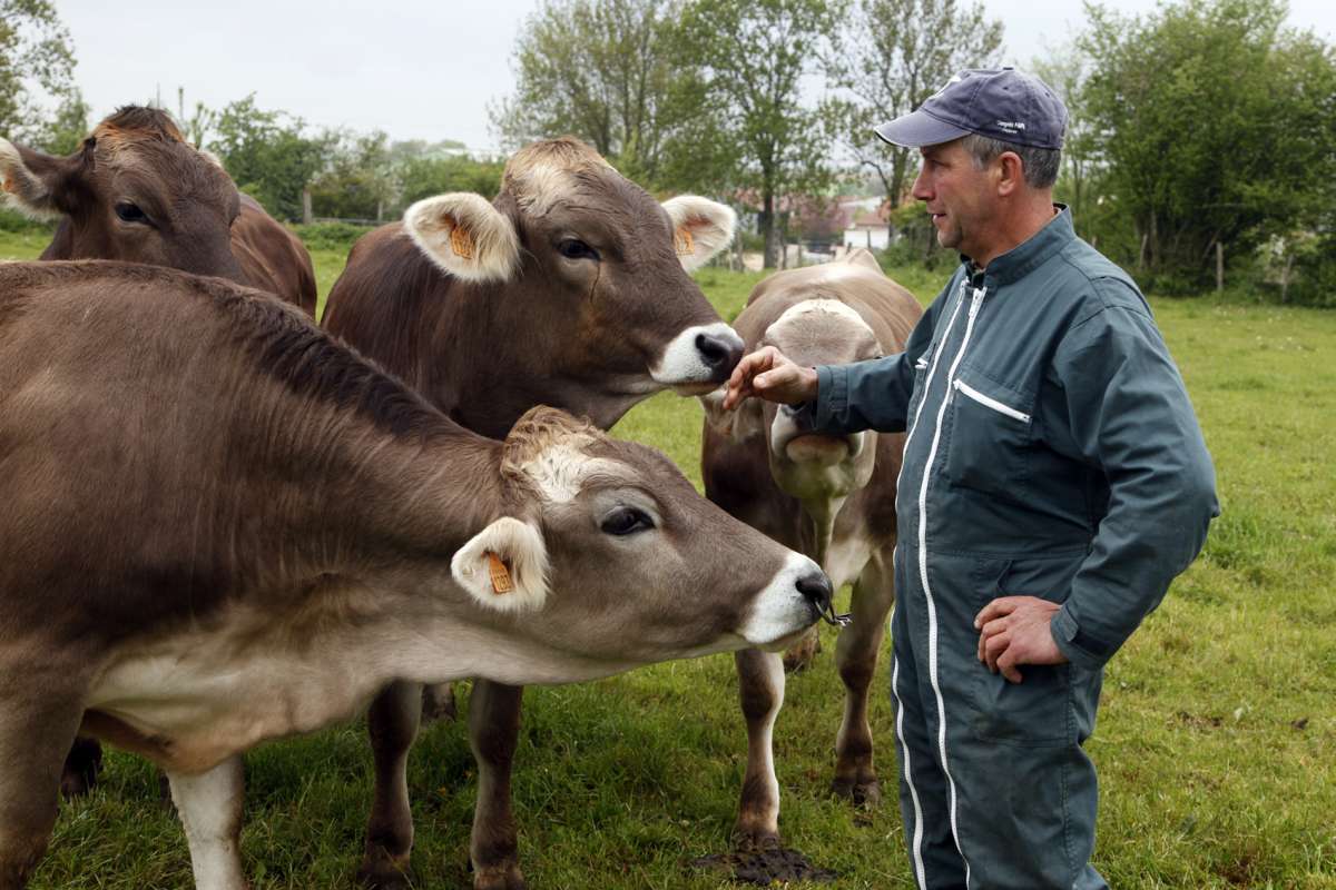 Agriculteur avec ses vaches