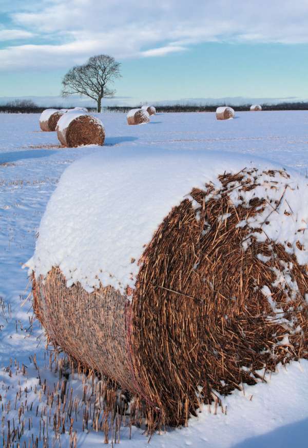 Stockage de foin dans la neige